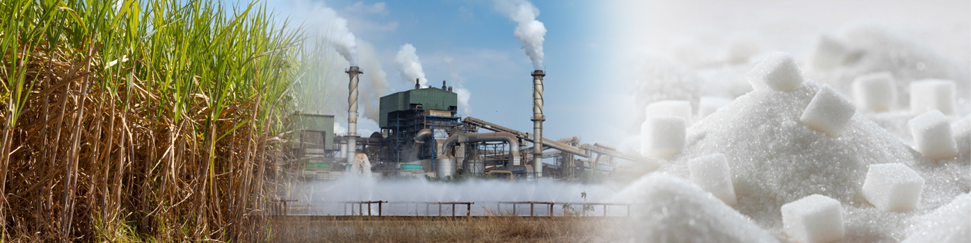 Sugar ERP Software and AMS Synergy: Transforming Sugar Production